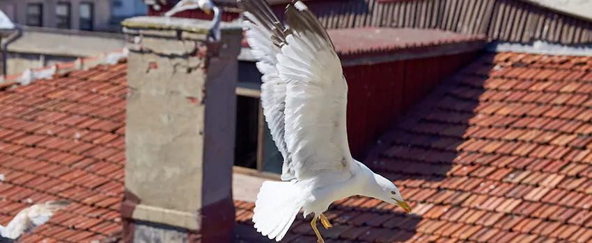 Residential Chimney Animal Removal Solution in Logan, UT